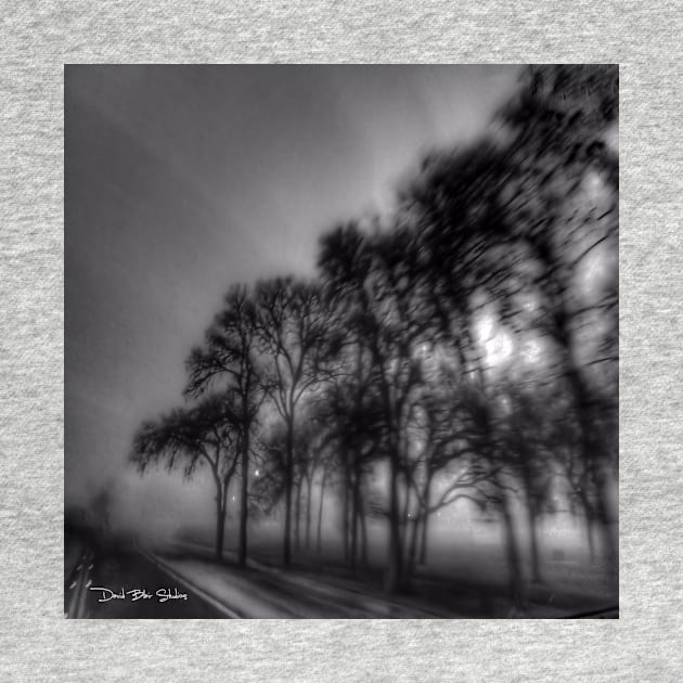 Shadows And Tall Trees - Black And White by davidbstudios